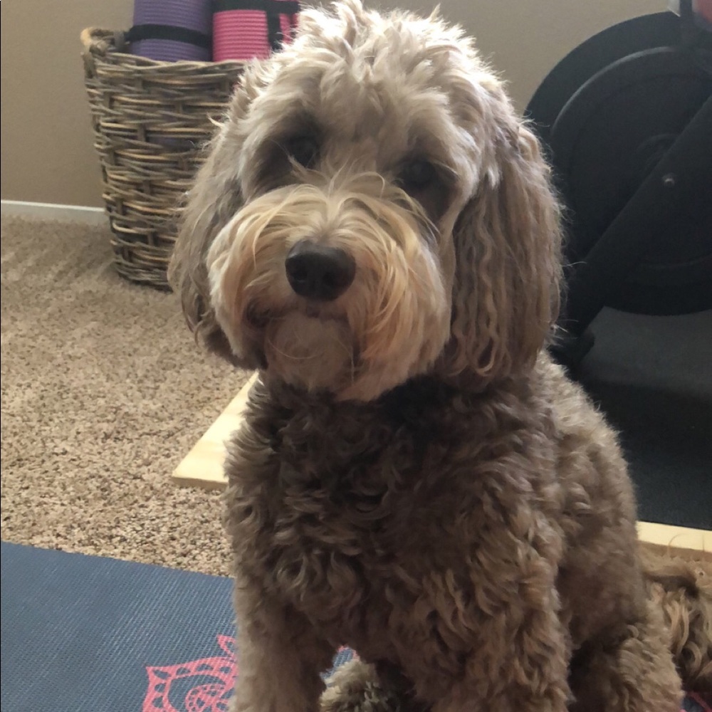 Meet your Posher, Ahbree